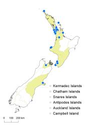 Cyrtomium falcatum distribution map based on databased records at AK, CHR & WELT.
 Image: K.Boardman © Landcare Research 2020 CC BY 4.0